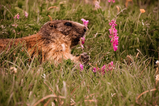 A newspaper editor came up with Groundhog Day