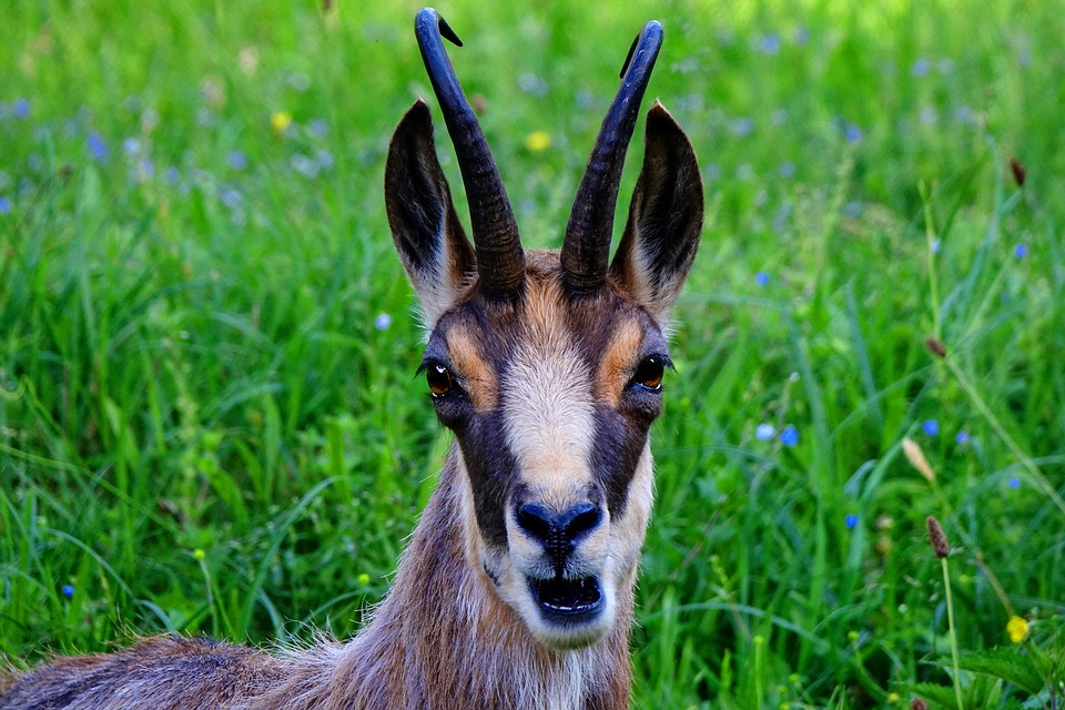 chamois